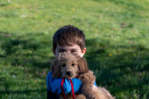 Boy holds a puppy in his arms, a mini goldendoodle Boy holds a puppy in his arms, a mini goldendoodle